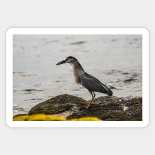 Black-crowned night heron of hawaii 2 Sticker